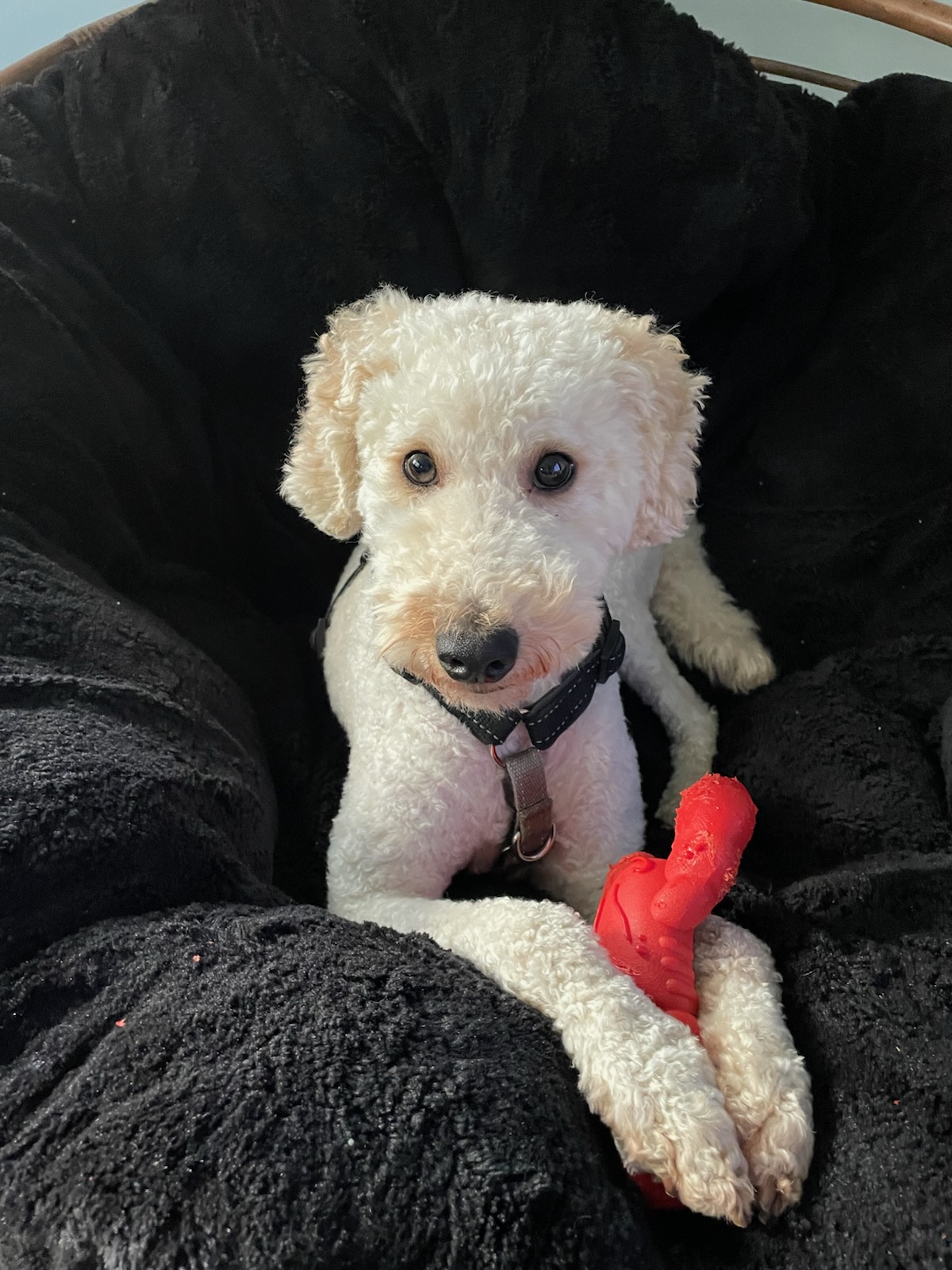 Should Pets Have a Middle Name?- Eeyore's is...