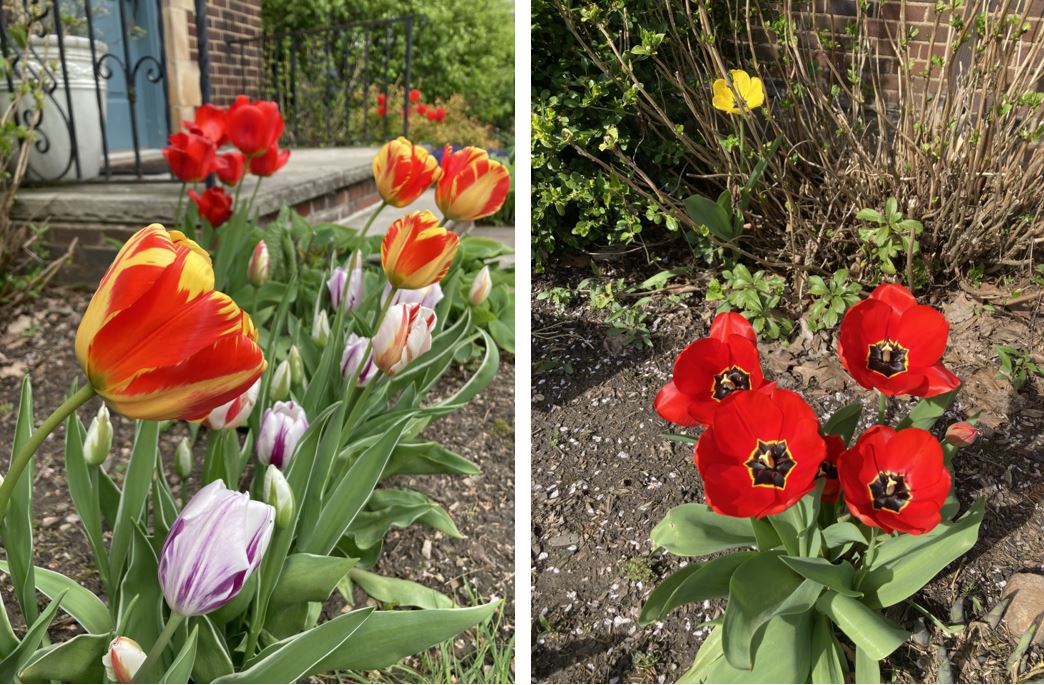 Tulips!
