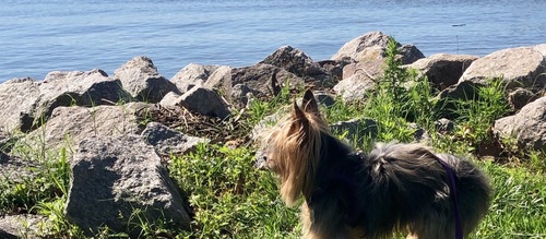 Brandace family banner