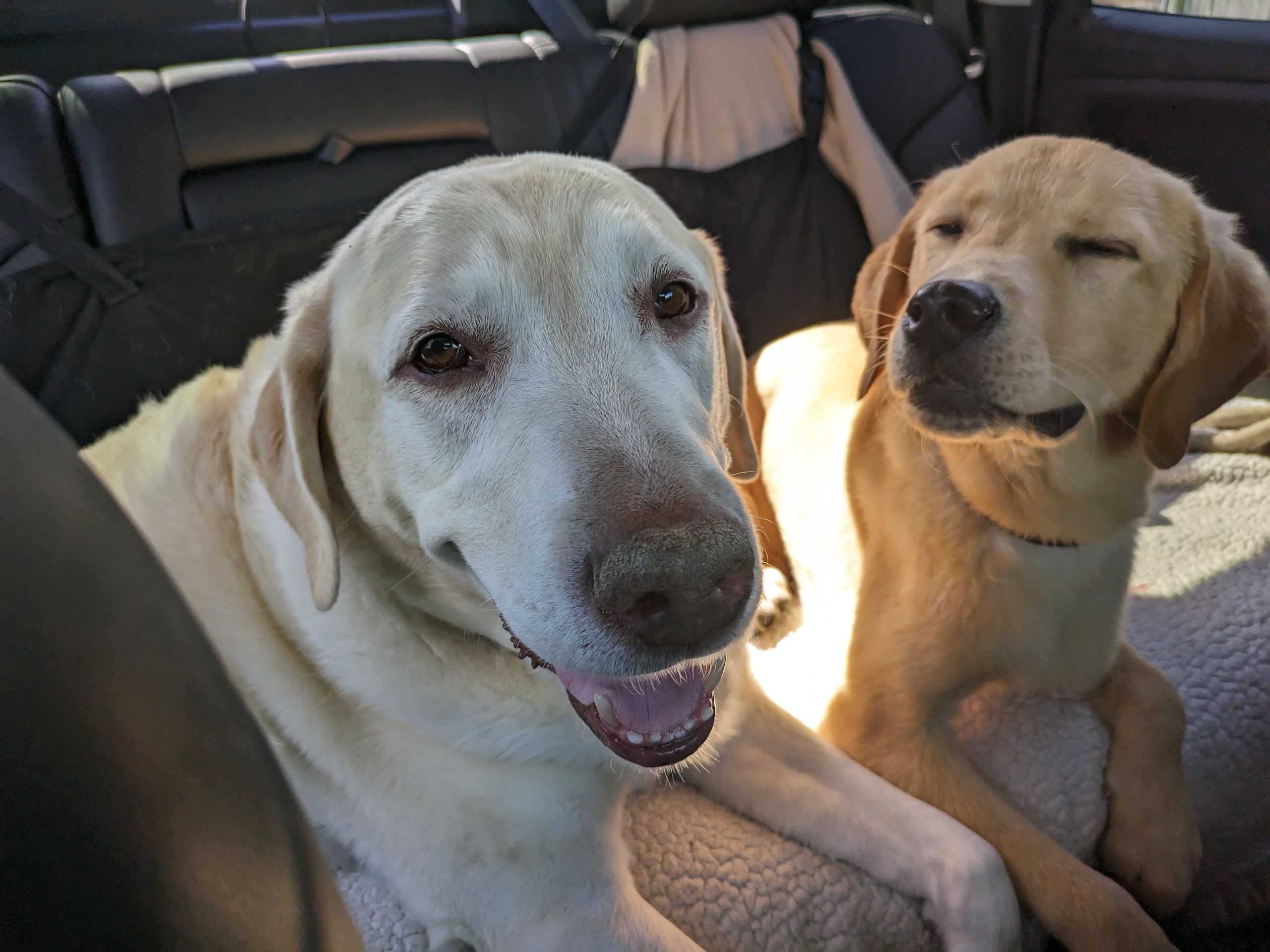 We are a two dog home!