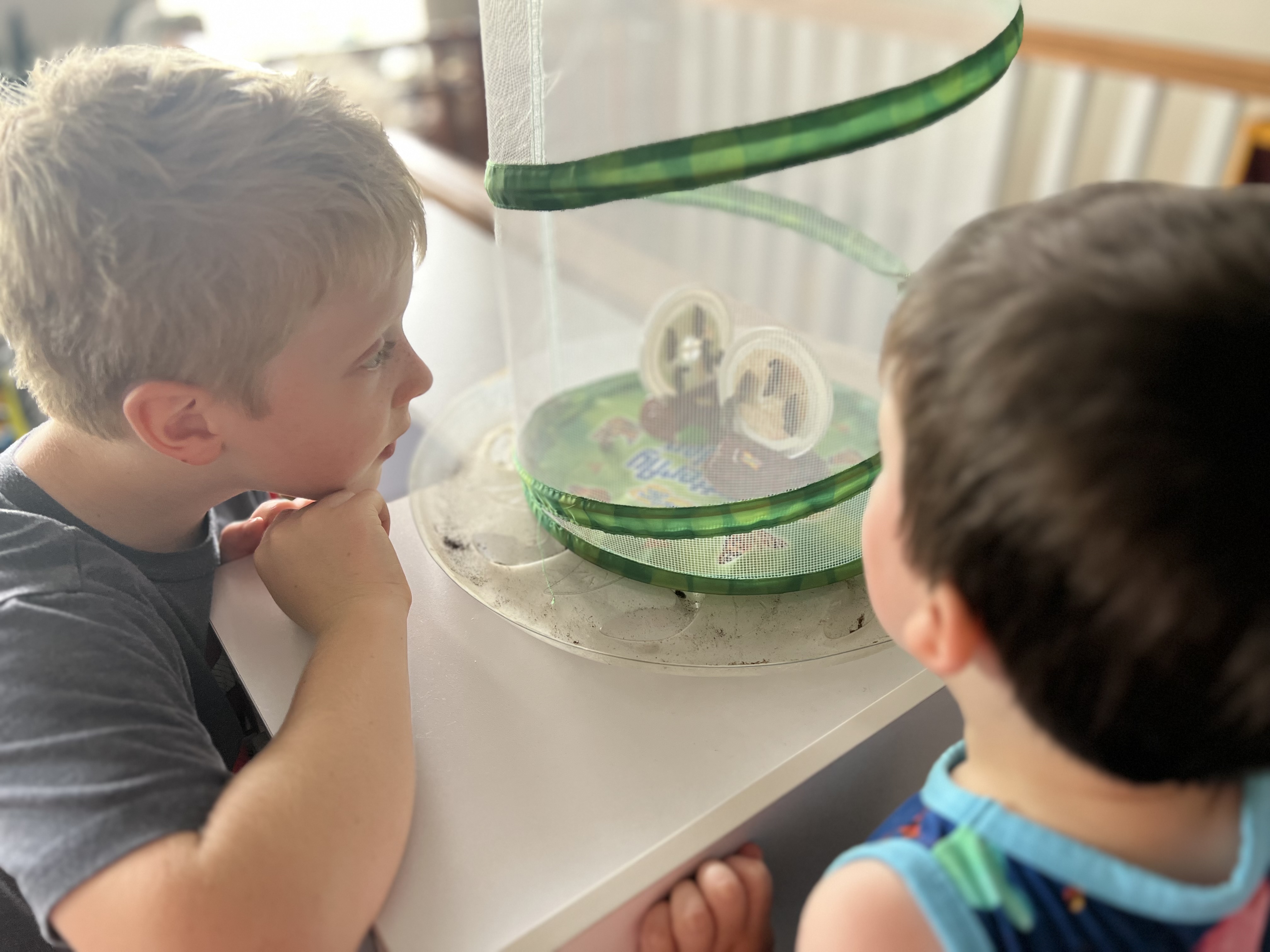 Cup ‘o Caterpillars