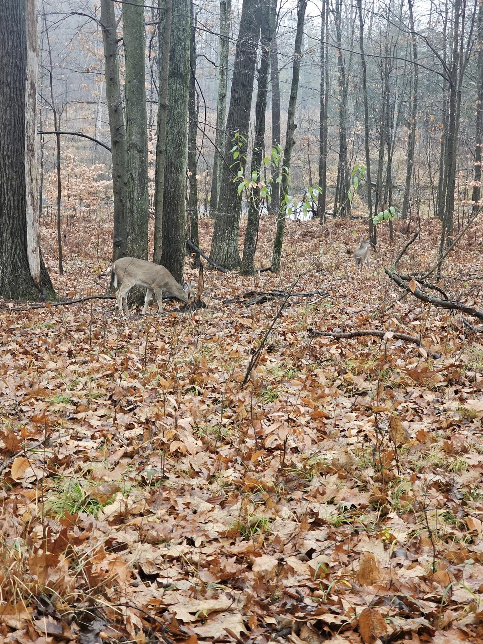 November 2024- Nicole's first deer